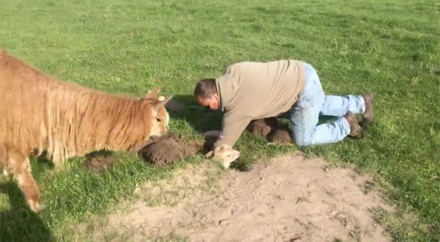 Finally there is enough room for the farmer to attempt pulling the alpaca out. Photo: Screenshot/WISN 12 News