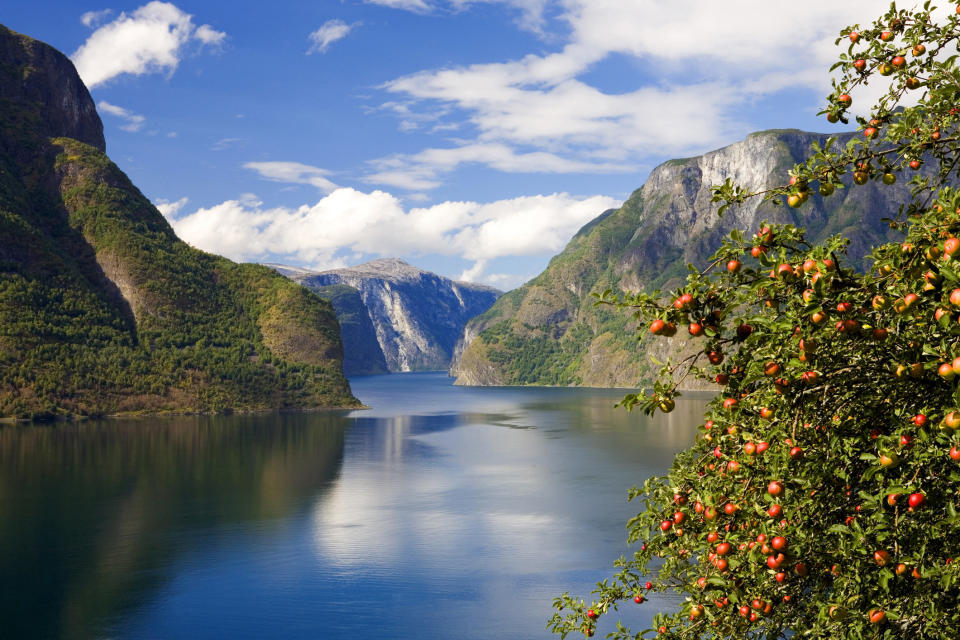 Apple orchard by Aurlandsfjord, Sogn og Fjordane