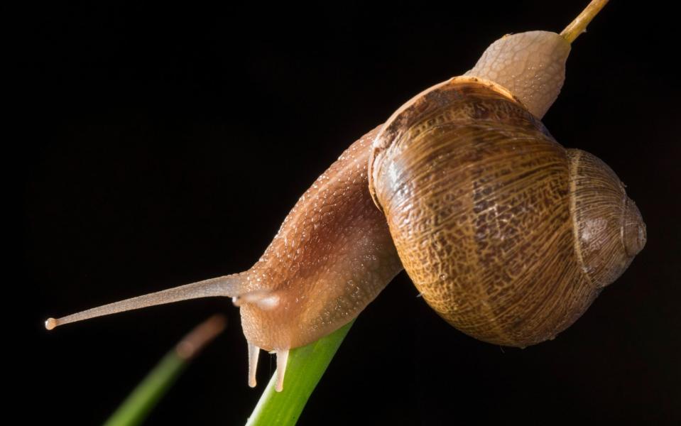 A garden snail - Tonci MALETIC/Naturimages