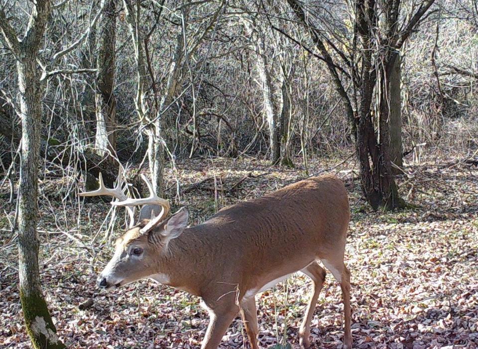 A buck hunting doe in mid-November.