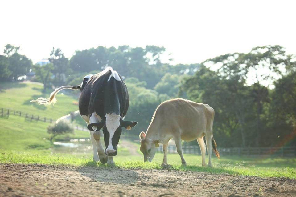 「飛牛牧場」可看到成群乳牛在一望無際的草原上吃草。