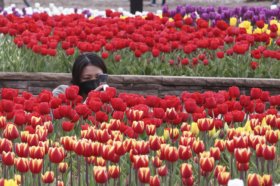 A woman wearing a face mask as a precaution against the coronavirus takes pictures of tulips at a park in Goyang, South Korea, Tuesday, April 13, 2021. (AP Photo/Ahn Young-joon)