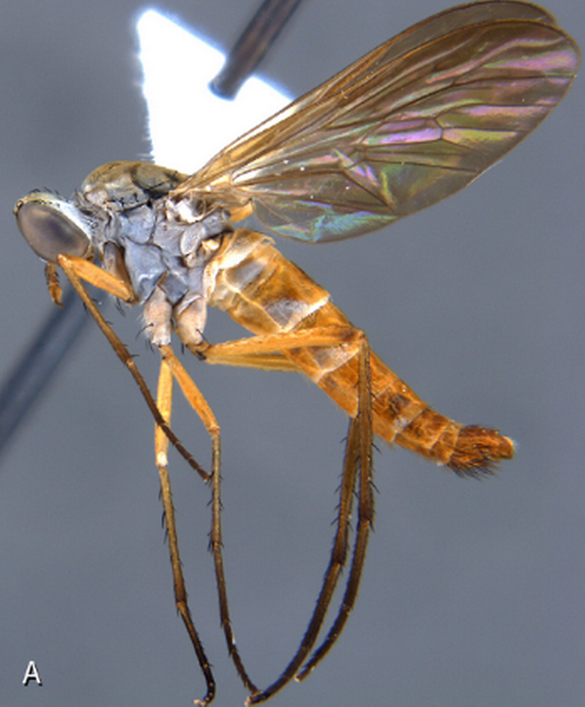 The new genus has small bristles on the back of its wings, including on Rinhatiana latifestuca.