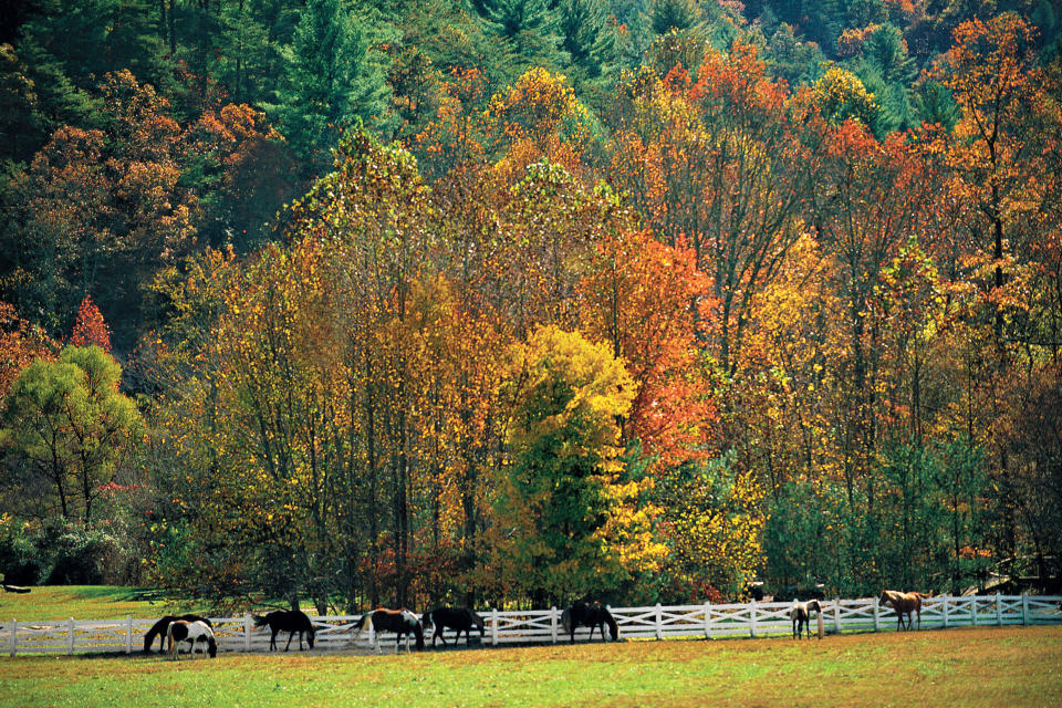 Leafy Splendor