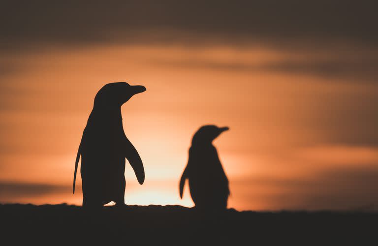 Nueve de las 18 especies de pingüinos en el planeta están amenazadas