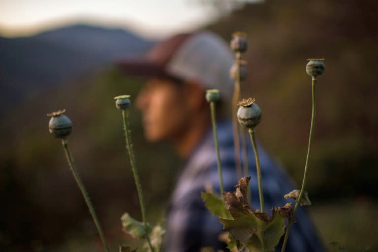 "We grow (opium poppies) because there is nothing else," says Jorge