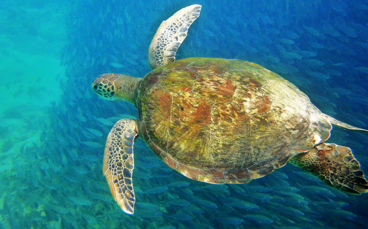 Seaturtle