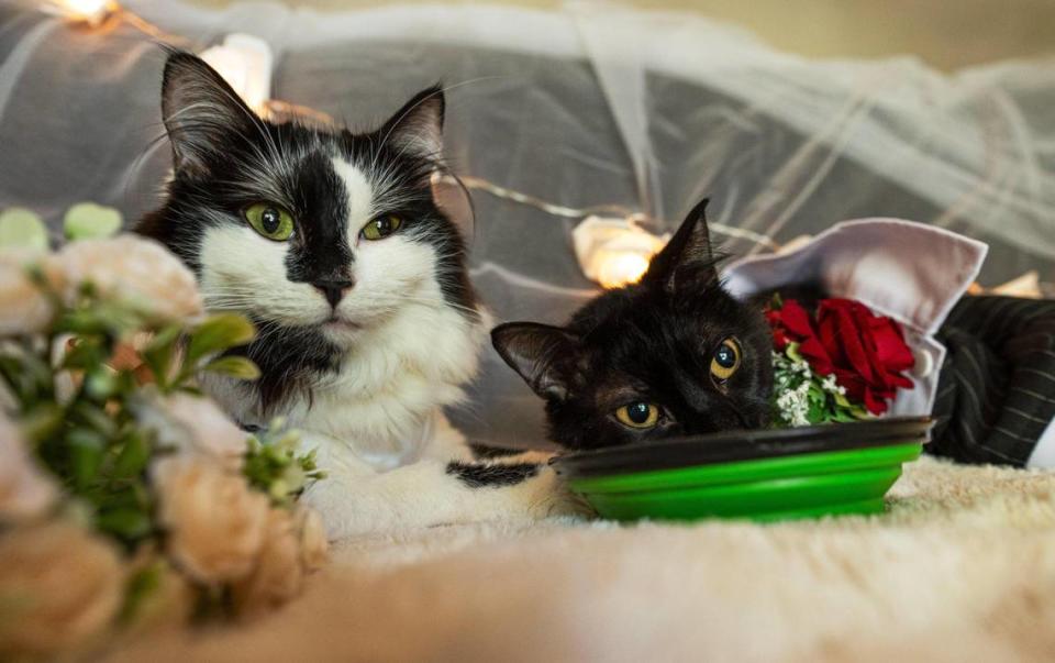 Phoebe, left, and Willy Wonky had a “cat wedding” for a social media video in Kansas City. They have neurological conditions that compromise their movement and balance. Zachary Linhares/zlinhares@kcstar.com