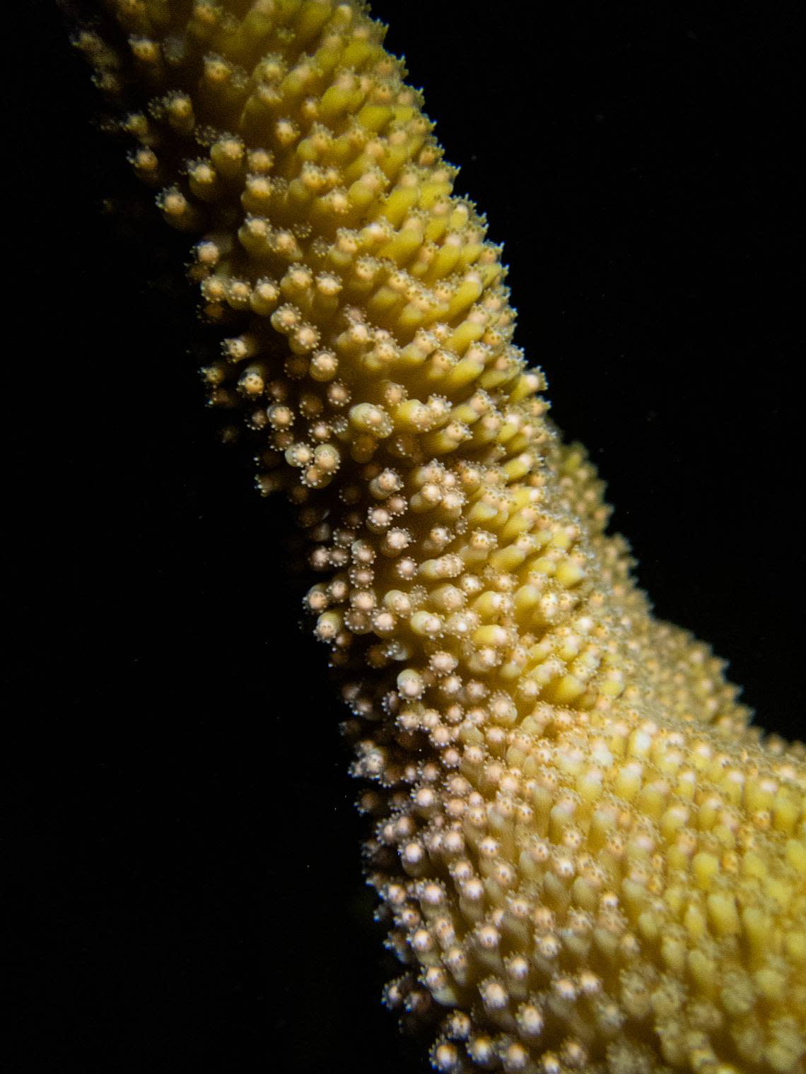 Closeup of a staghorn coral branch ready to spawn. LIV WILLIAMSON