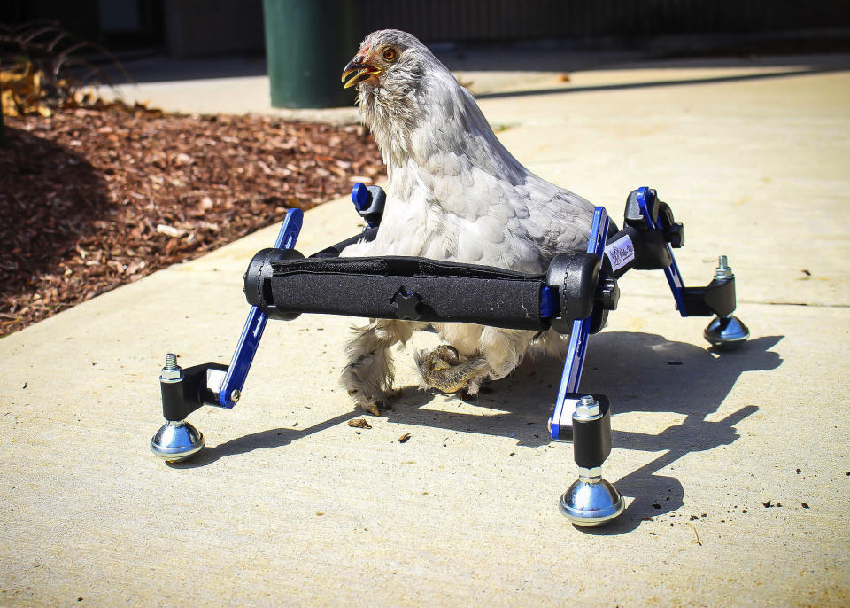 In this provided by Mikayla Feehan and taken on April 3, 2019, a pet chicken named Granite Heart tests out a custom wheelchair made by Walkin’ Pets in Amherst, N.H. On a recent SNL episode, the television show's "Weekend Update" co-host said she should "just eat the chicken." Ten-year-old Alora Wood of Underhill, Vermont, tells NECN-TV that she knows the segment was meant to be a joke, but says what if it was a dog. The chicken was born with a deformed foot. (Mikayla Feehan/Via AP)