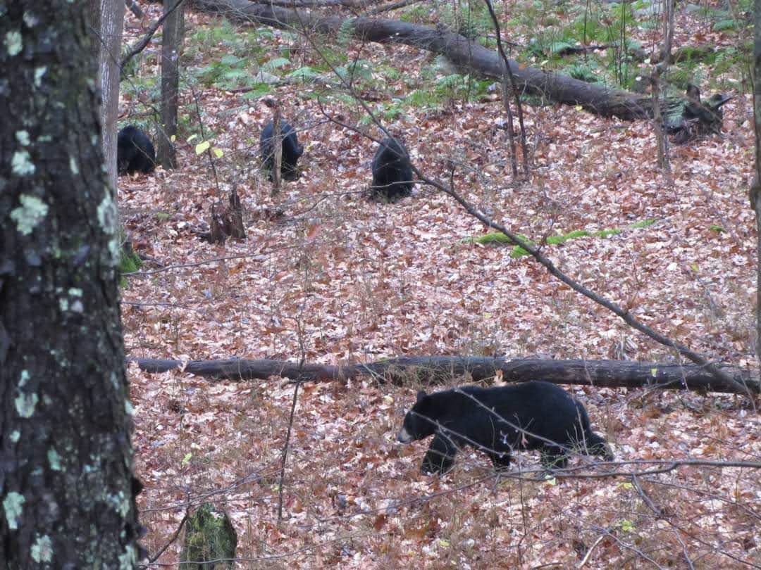 A woman was attacked by a bear that had three cubs Tuesday evening in Butler County. Here a bear walks through the autumn leaves with three cubs in Somerset County.