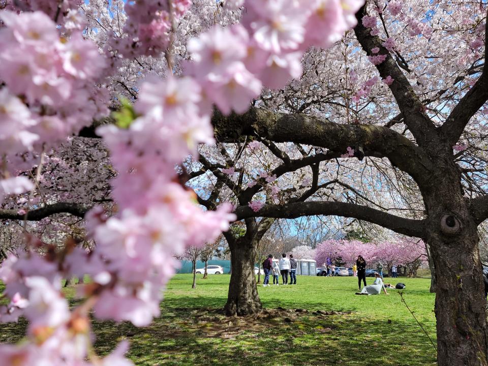 Framed by pink blossoms in the foreground, a pregnant woman in a long pastel green dress sits on the grass as a photographer takes photos.