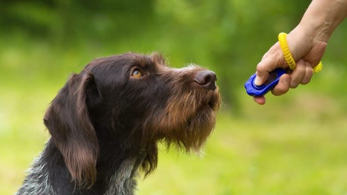 A German Wirehair Pointer likes to clicker train