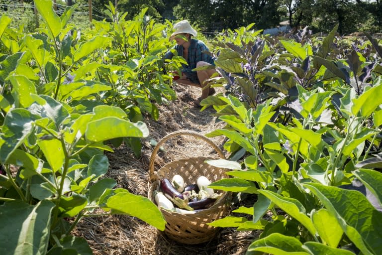 A woman harvests eggplants at the incubator for aspiring farmers in southern France outside the city of Toulouse