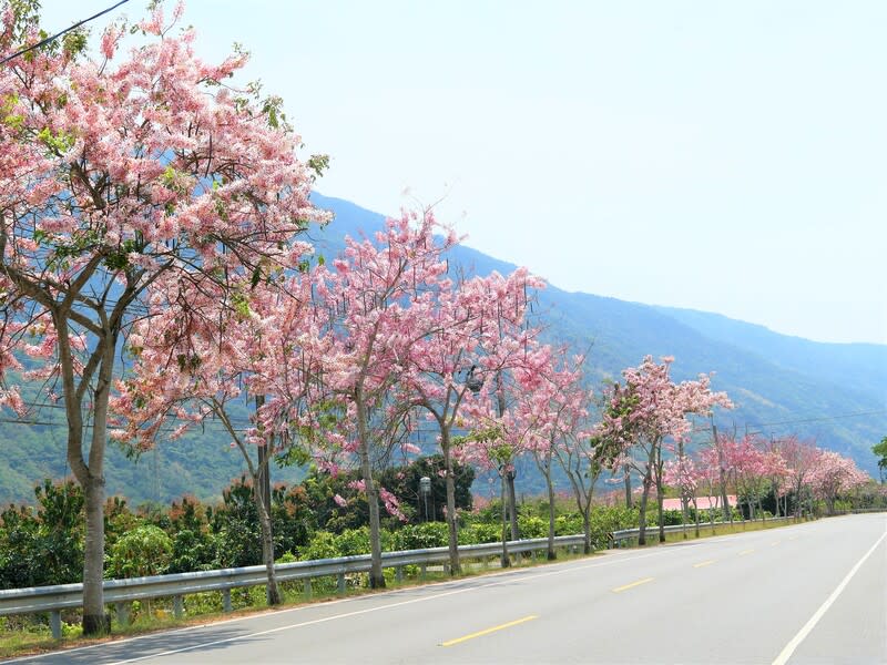 高雄六龜區花旗木盛開  茂管處邀民眾騎車、賞花 「茂林－高雄山城線」是交通部觀光署「16條多元路 線踩點GO活動」中唯一「山岳型」路線，沿途花旗 木自春末3月底起已陸續綻放。茂林國家風景區管理 處邀民眾至高雄市六龜區沿台28線、台27甲騎車、賞 花。 （茂林國家風景區管理處提供） 中央社記者張已亷傳真  113年4月15日 