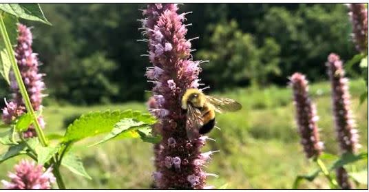 Rusty Patched Bumblebee (photo courtesy of Rock Island County Forest Preserve District.)