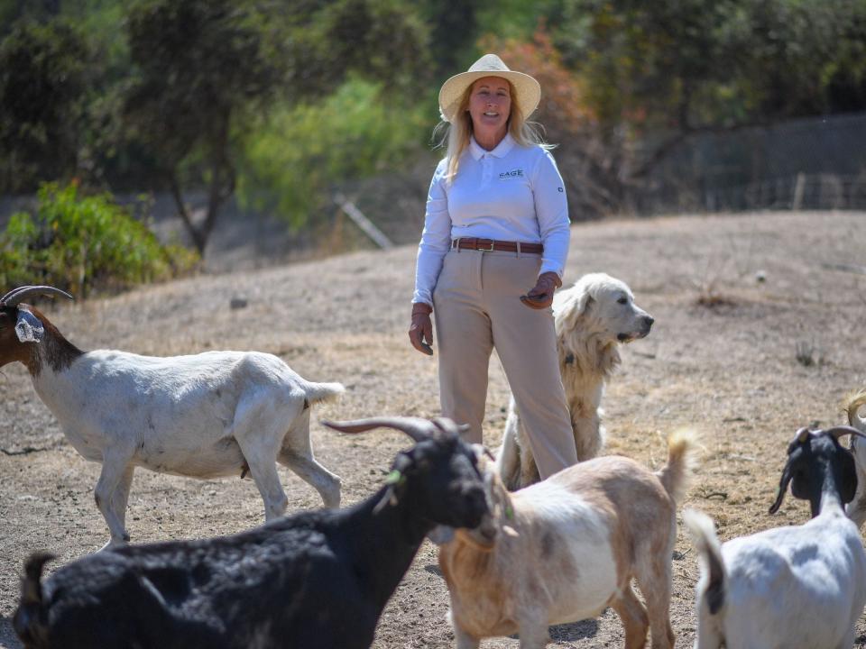 Grazing goats alongside Alissa Cope from the goat herding company Sage Environmental Group in 2021.