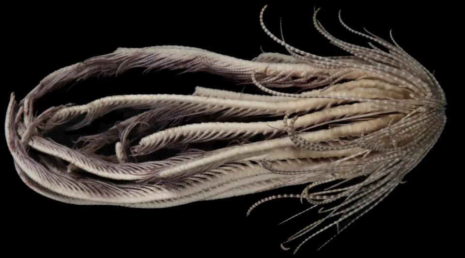 The 20-armed Antarctic strawberry feather star swims with rhythmic pulses from its arms.