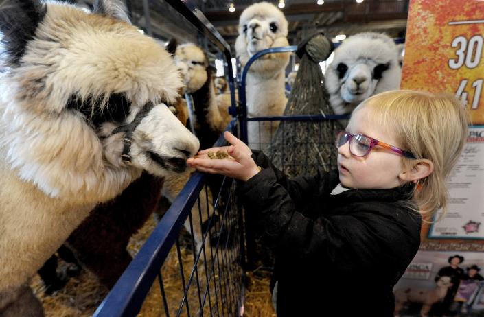 Catlina Rarden, 4, of Livermore, Colorado feeds some alpacas during the Illinois Alpaca and Fiber Fest in the Exposition Building at the Illinois State Fairgrounds Saturday, March 12, 2022.