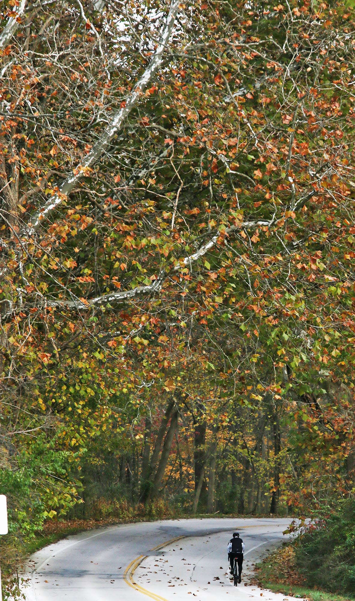 A lone bicyclist rides North on Riverview Road in Peninsula.