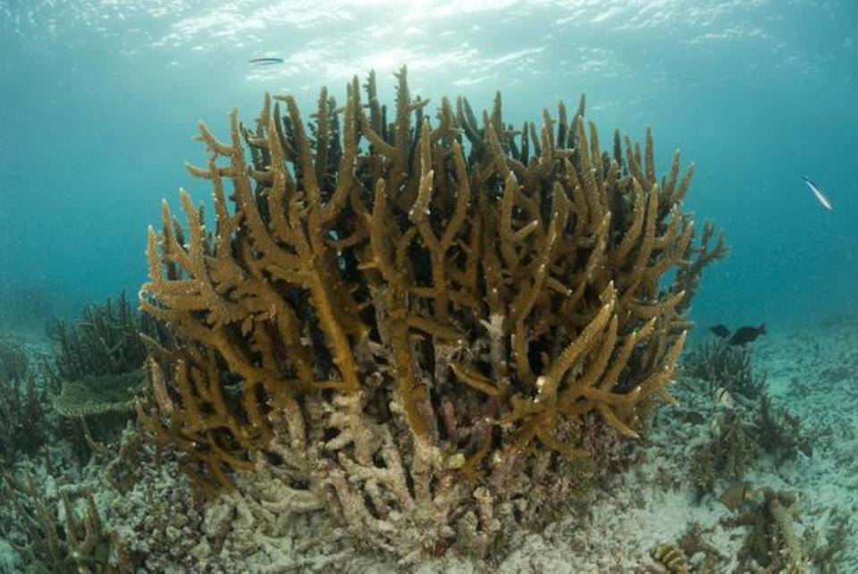 Una foto de archivo de 2012 muestra una masa de coral cuerno de ciervo en gran medida saludable frente a Miami. Un fenómeno de blanqueamiento ha golpeado ahora la zona del arrecife.