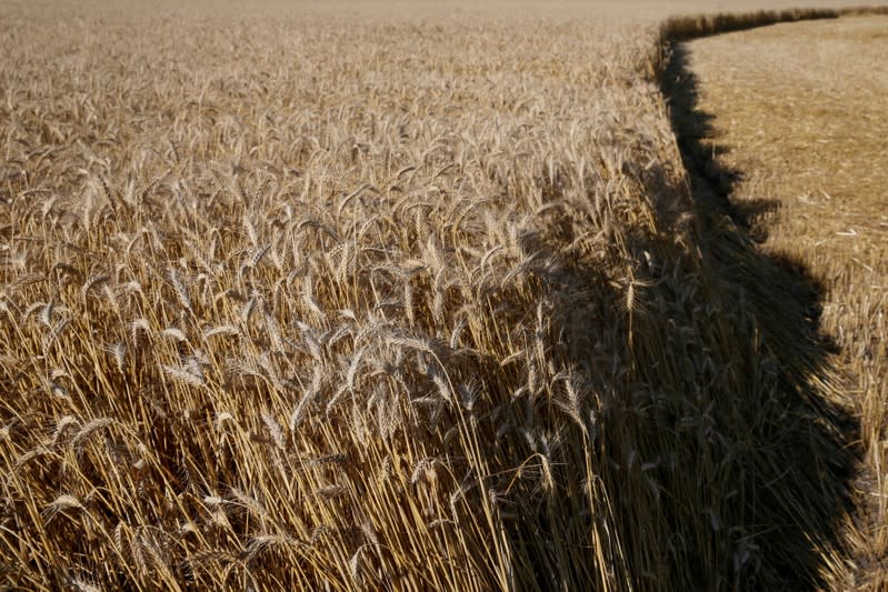 FILE PHOTO: Wheat field is pictured in Kiev region