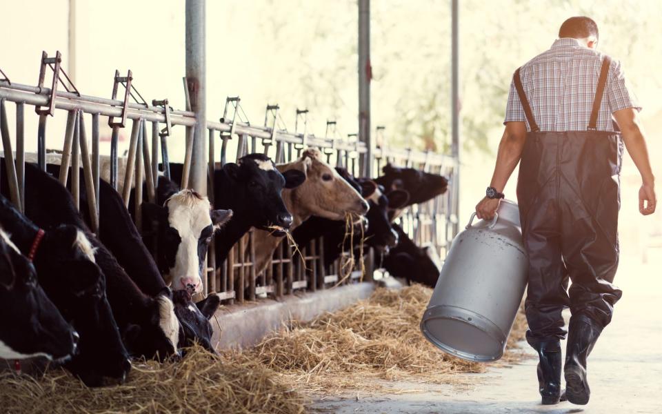 Kleine Info am Rande: Als "Milch" darf rechtlich betrachtet nur Milch von Kühen, Ziegen und Schafen verwendet werden. Deshalb lassen Sie sich nicht von Begriffen wie "Mandeldrink" oder "Sojadrink" verunsichern. Der pflanzliche Milch-Ersatz kann genauso im Kaffee, Kakao oder Müsli verwendet werden. (Bild: iStock / torwai)