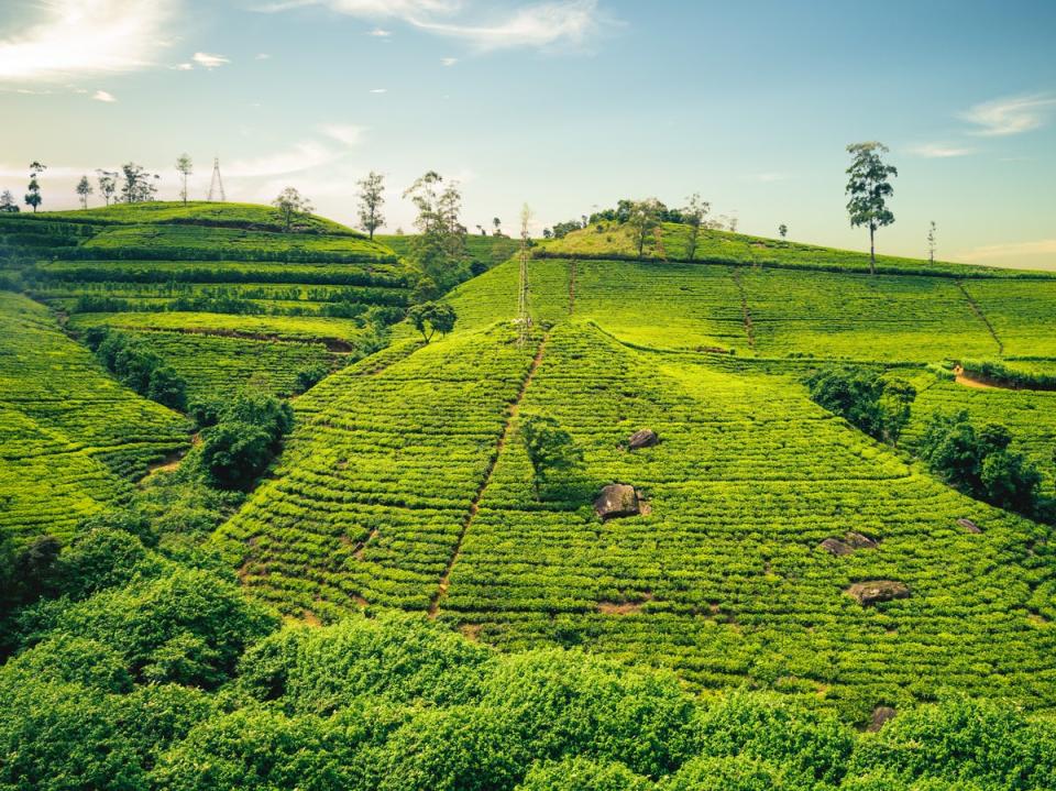 Cuppa creators: Sri Lanka is strewn with tea plantations (Getty Images/iStockphoto)