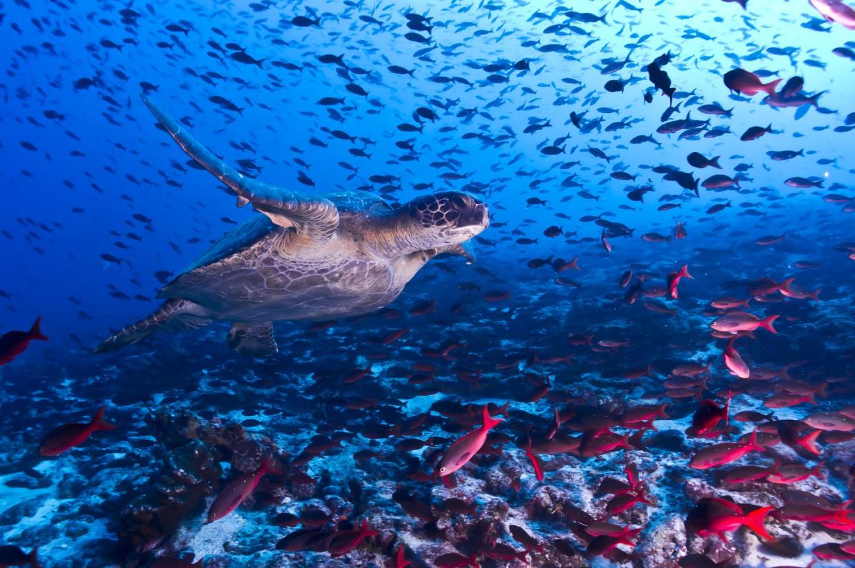 <span class="caption">The Galapagos Marine Reserve is home to nearly 3,000 marine species.</span> <span class="attribution"><span class="source">(Shutterstock)</span></span>