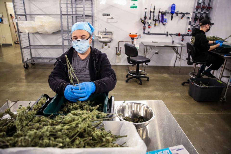 <div class="inline-image__title">1236440469</div> <div class="inline-image__caption"><p>Heidi Lepage, co-supervisor of harvest, removes the cannabis flower from the stem of the plant in a process called shucking.</p></div> <div class="inline-image__credit">Erin Clark/The Boston Globe via Getty Images</div>