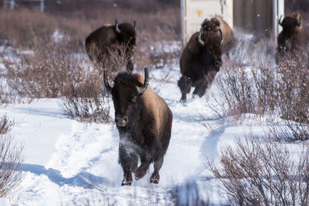 Wild bison take their first steps in their new home in Banff National Park in Alberta, Canada in this February 1, 2017 handout photo. Dan Rafla/Parks Canada/Handout via REUTERS