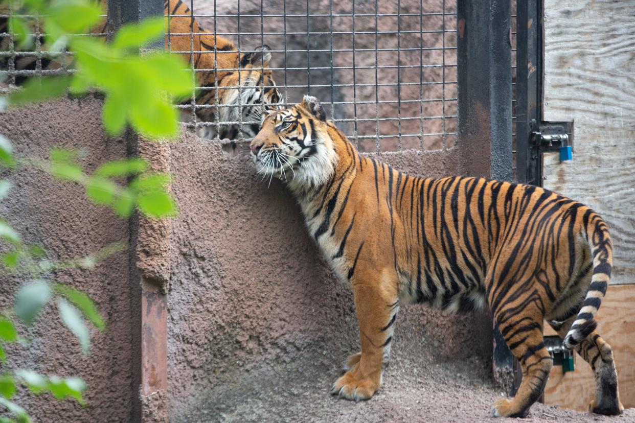 Topeka Zoo Sumatran tigers Thomas, right, gives off his scent next to Nisha as the two are released into their respective yards Thursday. The two tigers, which came here earlier this year, are expected to mate soon, said director Brendan Wiley.