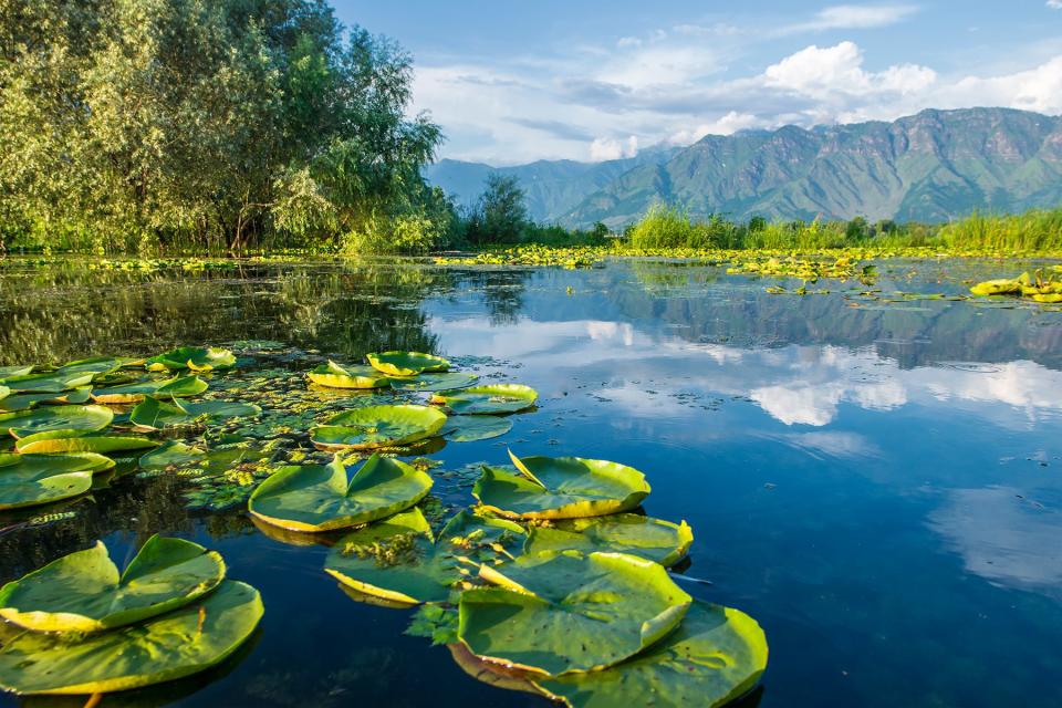 Waterplants on Dal Lake, Srinagar, Kashmir, India