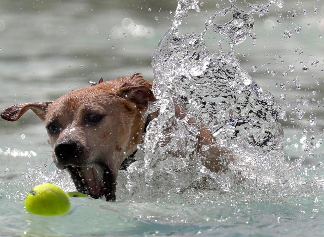 Whether in a pool, a lake or the ocean, the water can be a welcome respite from Florida's sweltering heat for dogs. But not all dogs are good swimmers, and there are a multitude of dangers, beyond the obvious such as alligators.