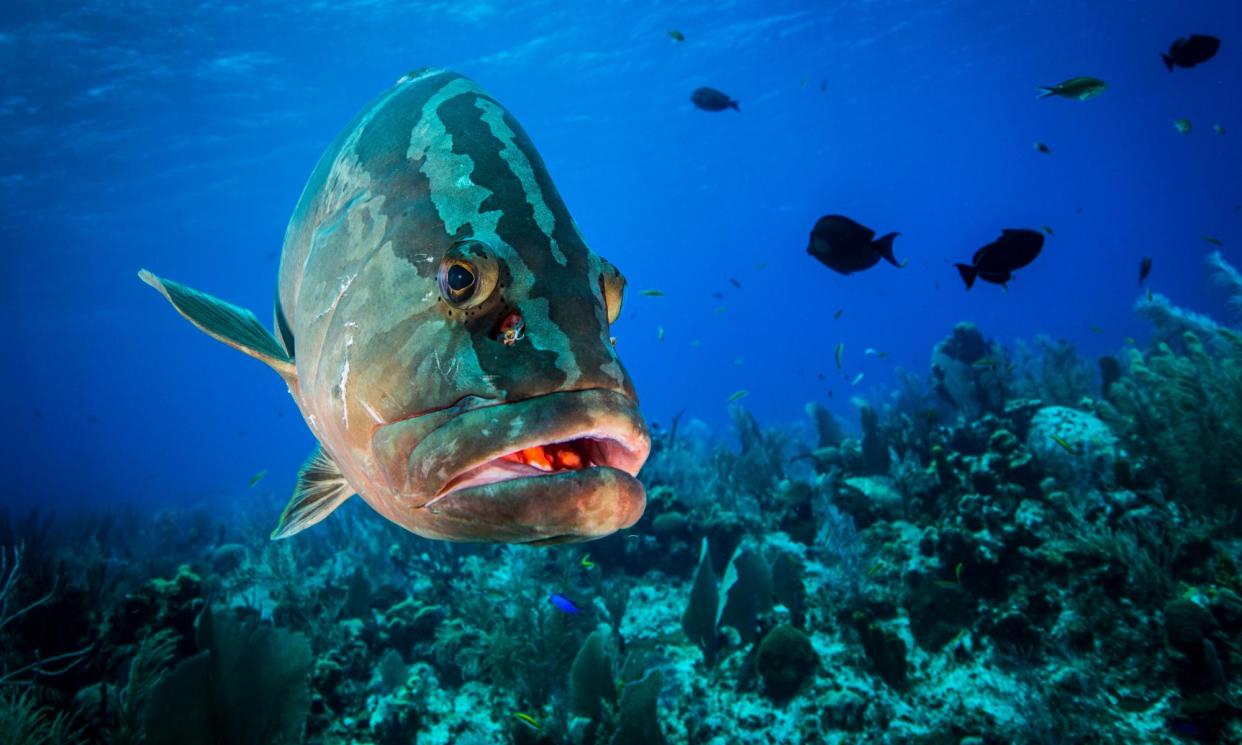 <span>A Nassau grouper in the Cayman Islands.</span><span>Photograph: Rls Photo/Alamy</span>