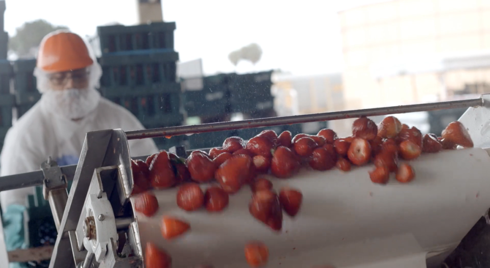 A worker processes strawberries in this image taken from a Tree Top, inc. manufacturing highlight.. Tree Top will be moving its Medford, Ore. operations to Prosser, Wa. in 2023.