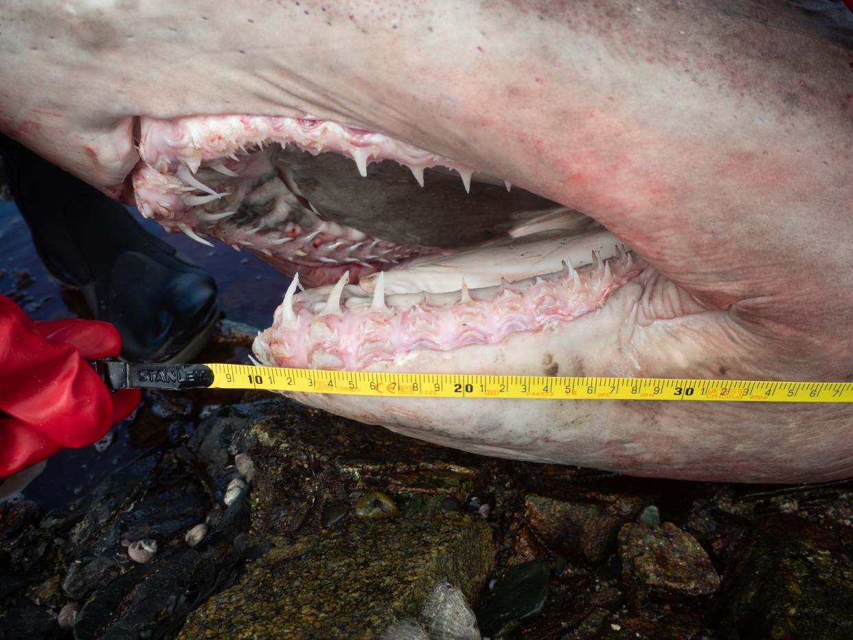 Smalltooth sand tiger shark