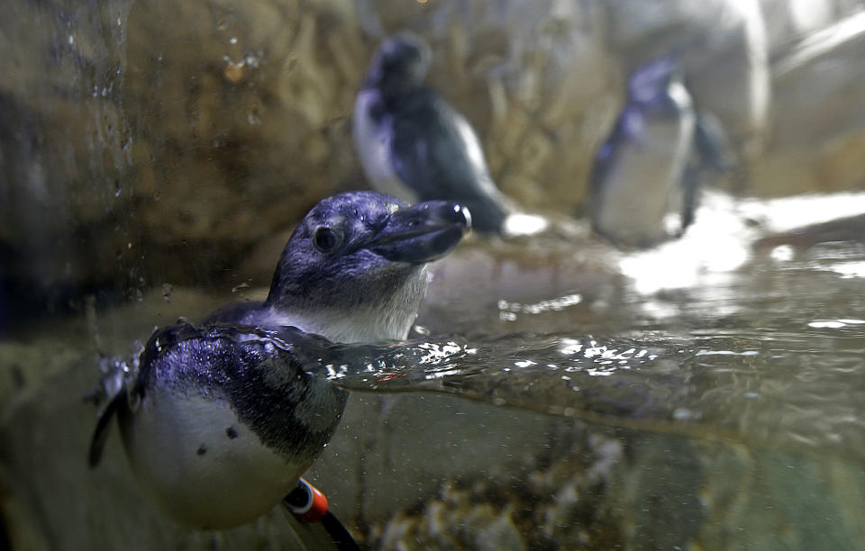 Fuzzy, an endangered African Blackfooted Penguin that was born several months ago at the Audubon Aquarium of the Americas, swims during feeding time at the aquarium in New Orleans, Thursday, Aug. 29, 2013. (AP Photo/Gerald Herbert)
