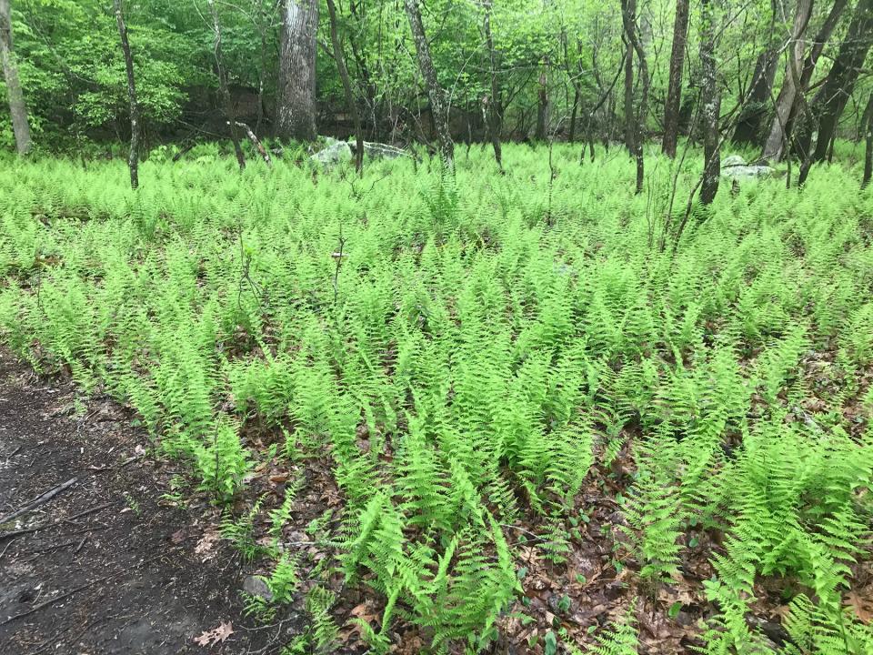 A carpet of ferns blankets the banks of the Sin and Flesh Brook.