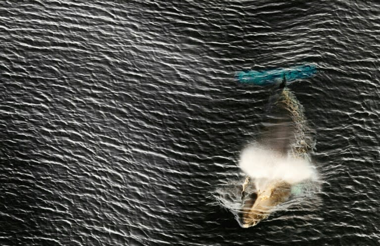 Found in the Antarctic Ocean but also the northeast Atlantic, the minke whale (pictured) is the most targeted species for commercial, scientific and aboriginal hunts with more than 41,000 have been recorded killed in three decades