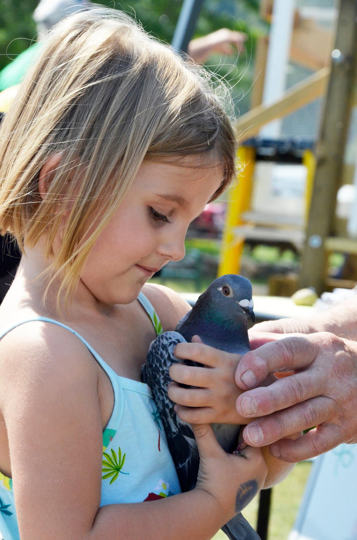 Lauren Sackrider takes a turn holding a pigeon at the 4-H Flying Clovers exhibit at the Emmet-Charlevoix County Fair.