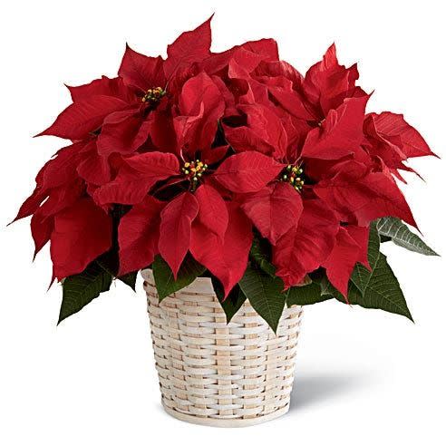 <p><a href="https://go.redirectingat.com?id=74968X1596630&url=https%3A%2F%2Fwww.sendflowers.com%2Fproduct%2Fthe_ftd_red_poinsettia_basket_small.htm&sref=https%3A%2F%2Fwww.veranda.com%2Foutdoor-garden%2Fa61839608%2Fpoinsettia-care%2F" rel="nofollow noopener" target="_blank" data-ylk="slk:Shop Now;elm:context_link;itc:0;sec:content-canvas" class="link rapid-noclick-resp">Shop Now</a></p> <p>Red Poinsettia Plant (Medium)</p> <p>sendflowers.com</p> <p>$33.99</p>