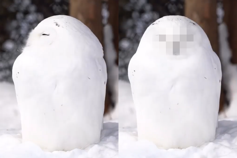 ▲雪地驚見有「雪人」轉頭？真面目讓人超溶化！（圖／Twitter帳號：onezoo_official）