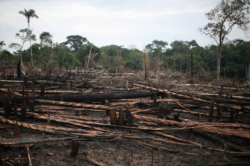 Se observan troncos carbonizados en un tramo de las llanuras del Yarí, que se quemó recientemente para obtener pastos, en Caquetá, Colombia