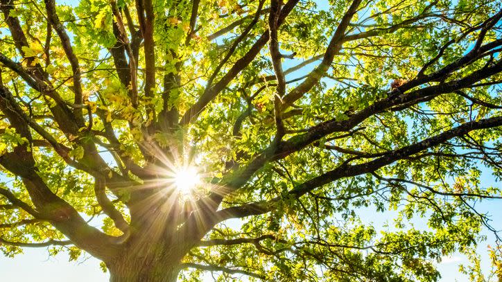 young oak tree on a sunny day