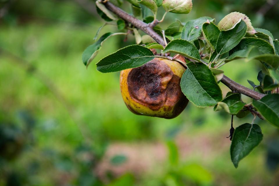 Golden russet apples affected by the torrential rains hang from branches in the orchard at Soons Orchards in New Hampton, NY on Friday, September 22, 2023.