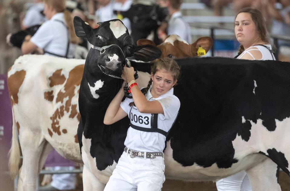 Grace Clark wrangles the cow she is showing during judging in the Coliseum on the opening day of Wisconsin State Fair in 2021.