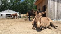 2 zonkeys, 1 horse diagnosed with botulism at Equine rescue