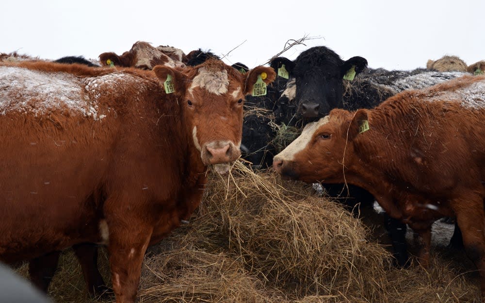 Cows at Double F Farms dig in for a hearty meal, but sourcing cattle feed at a good price is becoming harder in Alberta given the drought impacting the province. It's even forced some operators to sell off their herds. (doubleffarms.ca - image credit)