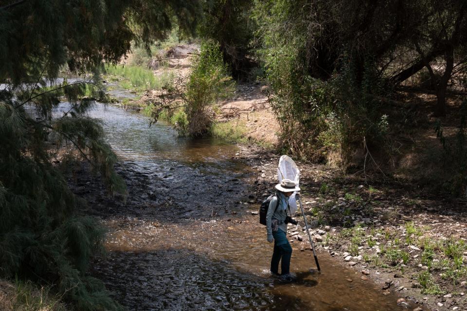 Rocio Guzman, a Ph.D. student, nets June 26, 2023, while doing a dragonfly/damselfly survey on the Santa Cruz River near Marina.